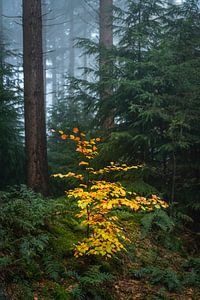 Kleine kleurrijke beukenboom in een mistig donker dennenbos van Sjoerd van der Wal Fotografie