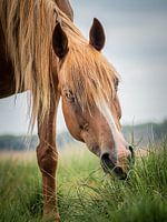 Wildes neues Waldpony