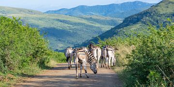 Zèbre dans la réserve naturelle du parc national de Hluhluwe, Afrique du Sud sur SHDrohnenfly