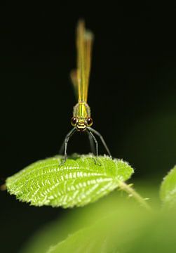 Meadow damselfly (v) by Frank Smedts