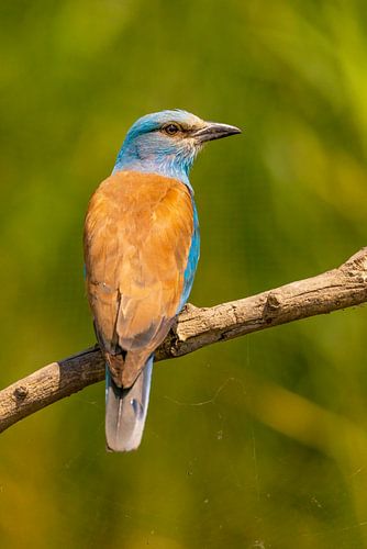 The Roller (European Roller), Coracias garrulus.