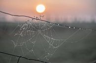 Spinnennetz in der Morgensonne von Tania Perneel Miniaturansicht