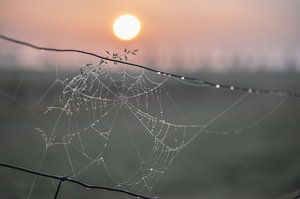 spinnenweb in de ochtendzon van Tania Perneel