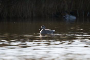 Jeune caneton sur l'eau