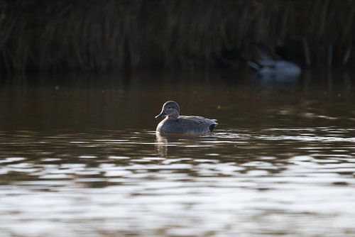 Jeune caneton sur l'eau