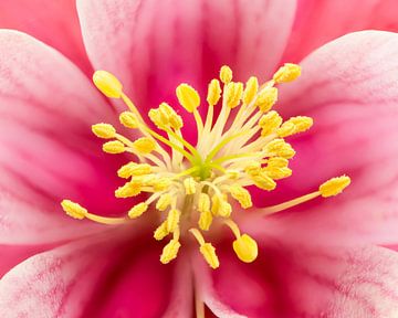 Makro einer Akelei Blüte von ManfredFotos