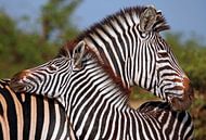 Loving Zebras - Africa wildlife by W. Woyke thumbnail