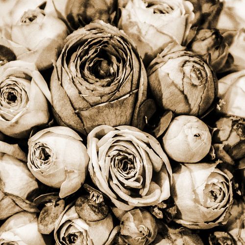 Rozen in sepia