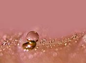 Warme Perle (Drop in terra) von Caroline Lichthart Miniaturansicht
