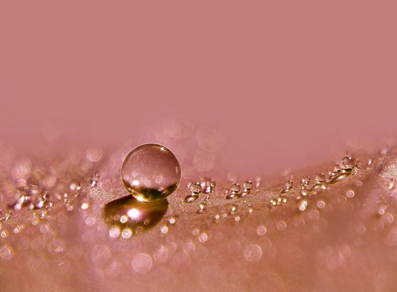Warme Perle (Drop in terra) von Caroline Lichthart