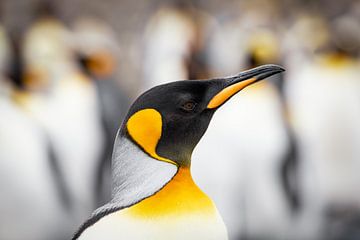 Koningspinguïn op South Georgia van Ron van der Stappen