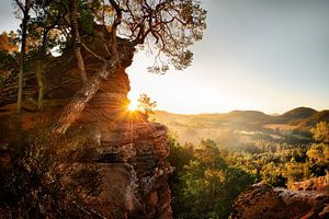 Pfälzer Wald zum Sonnenaufgang