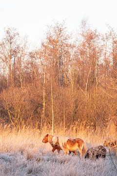 Des poneys dans des sphères d'hiver sur Lydia