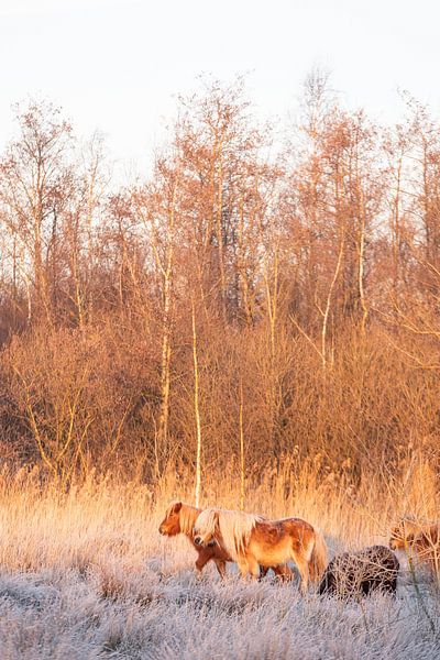 Ponys in Winterkugeln von Lydia