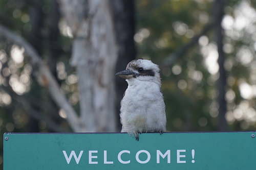 Kookaburra