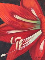 Amaryllis