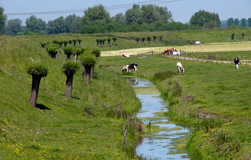 koeien in de wei langs sloot met knotwilgen in de bernisse van ChrisWillemsen