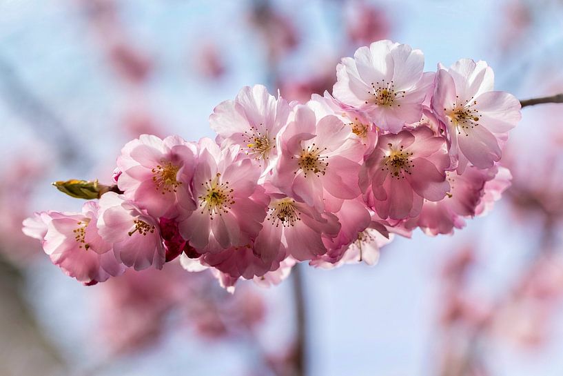 Pink Blossom by Rob Boon