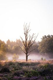 Toter Baum am Morgen