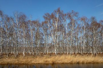 Birches along the waterfront by Albert Mendelewski