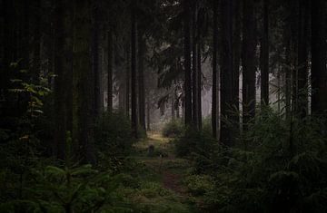 Kadish Tolesa - Le secret de la forêt sur Freedom Streaming Photography