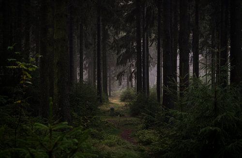 Kadish Tolesa - The secret of the forest