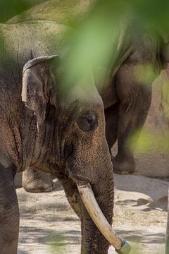 Le grand éléphant d'Asie sur Selwyn Smeets