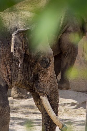 De grote Aziatische Olifant