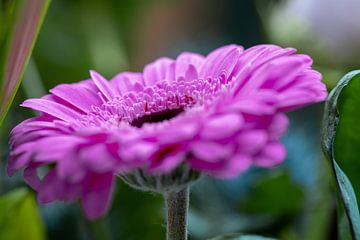 Gerbera how big and colourful you are, I have you close up in the picture by Jolanda de Jong-Jansen