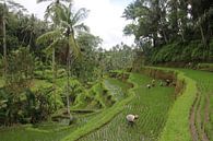 Boeren op rijstvelden van Kevin Kardux thumbnail