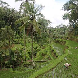 Boeren op rijstvelden van Kevin Kardux