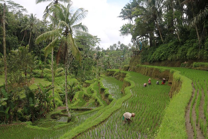 Boeren op rijstvelden van Kevin Kardux
