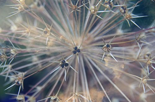 Allium/Sierui macro bloemen