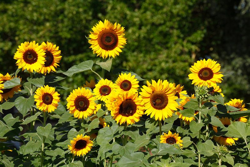 Sunflowers, Sunflower, (Helianthus annuus) by Torsten Krüger