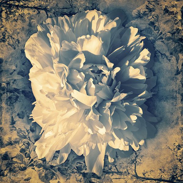 Peony tulip in a light blue retro environment by Helga Blanke