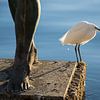 Reiger in Alicante van Miss Dee Photography
