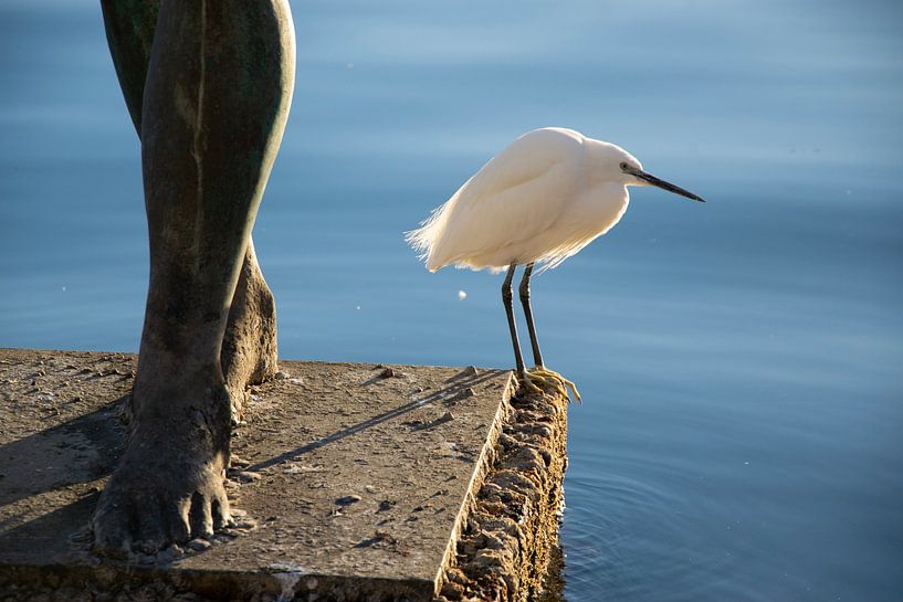 Reiger in Alicante van Miss Dee Photography
