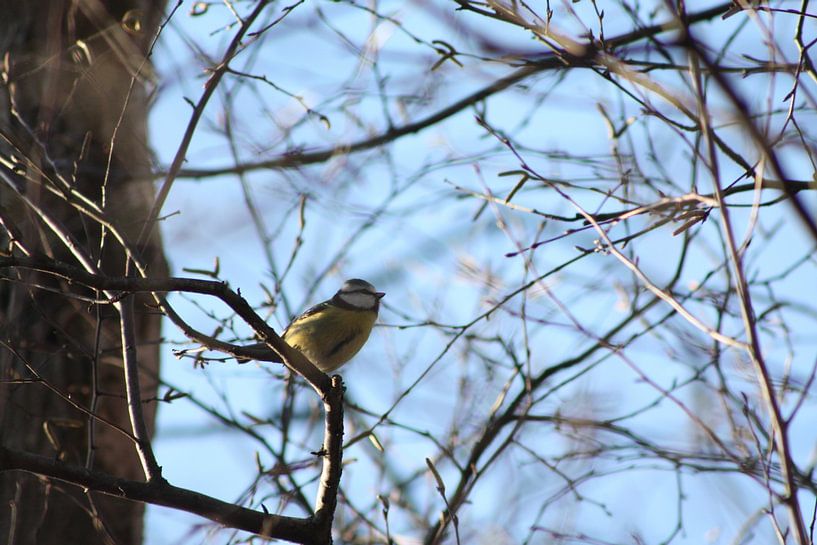 A beautiful blue tit between the branches by Christian Van Ettekoven