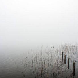 Haubentaucher im Nebel von Frank Hensen