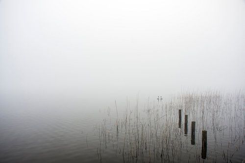 Crested grebe in the fog by Frank Hensen