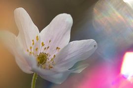 Verschneiter Waldweg von Arjen Hartog