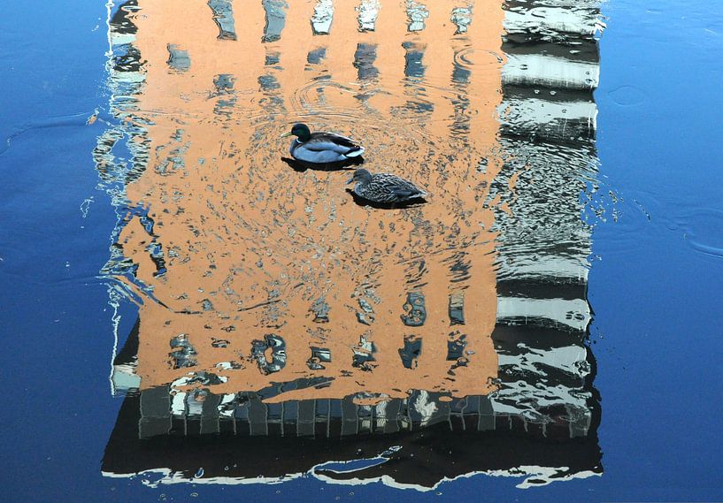 Eenden dobberen op (bevroren) waterweerspiegeling par Leo Hermans