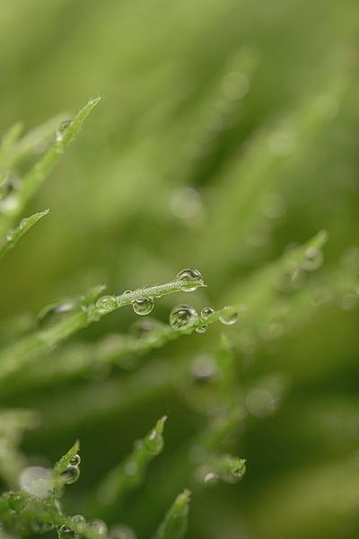 Gouttes d&#039;eau sur des sprites verts par Marjolijn van den Berg