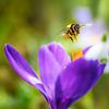 Une abeille en train de se poser sur une fleur de crocus violette sur ManfredFotos