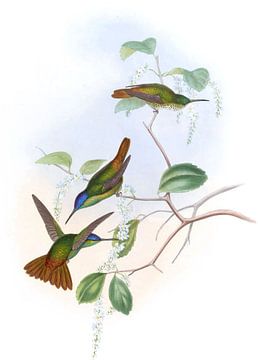 Josephine's zoemende vogel, John Gould van Hummingbirds