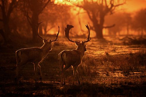 Two fallow deer at sunset
