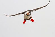 Aanvliegende papegaaiduiker van Sam Mannaerts thumbnail