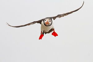 Papageientaucher im Anflug
