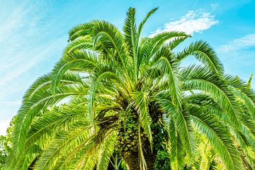 Datum palm van Dieter Walther