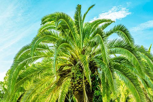 Palmier dattier sur Dieter Walther